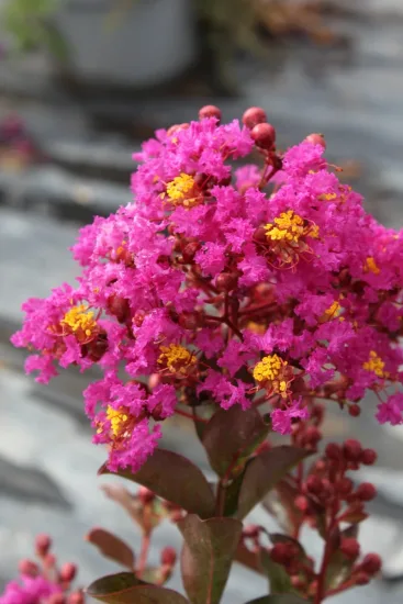 Lilas des indes 'Maroon star'