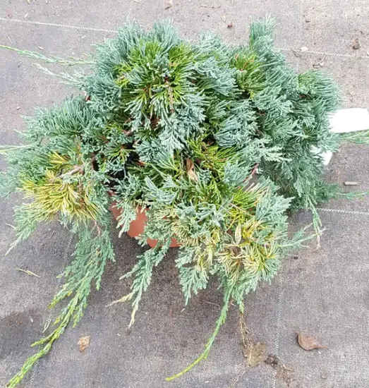 Genévrier rampant 'Wiltonii' (Juniperus horizontalis) — conifère tapissant au feuillage dense en pot · Pot 3L