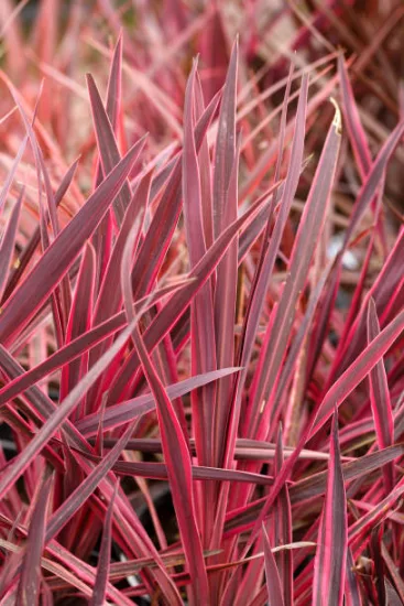 Cordyline australienne violette à bordure rose
