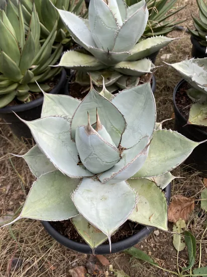 Agave 'Black and blue' (Agave titanota) — Pot 10L