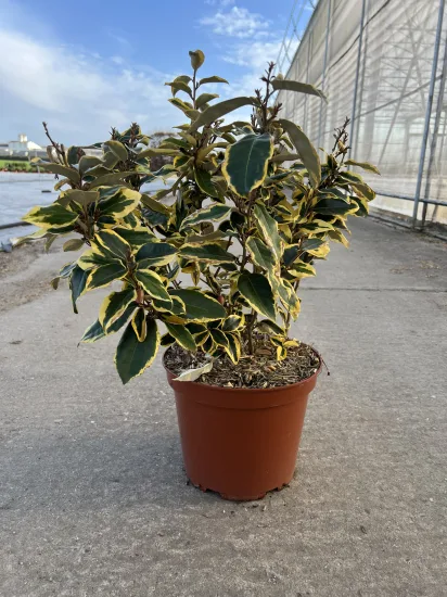 Chalef 'Viveleg' — Pot 10L Touffe