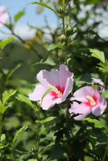 Althéa 'Hamabo rose tendre'