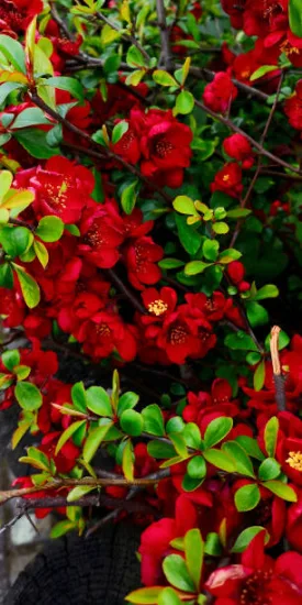 Cognassier à fleurs 'Scarlet storm' (Chaenomeles speciosa)