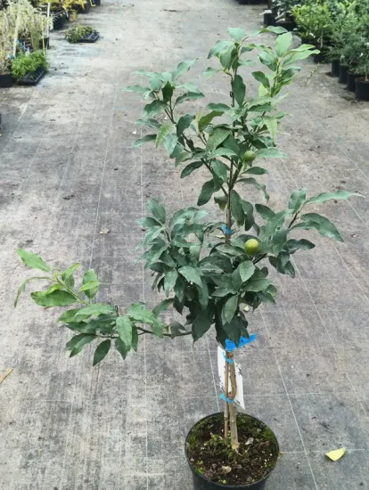 Kumquat 'Nagami' — Pot 8L Baliveau