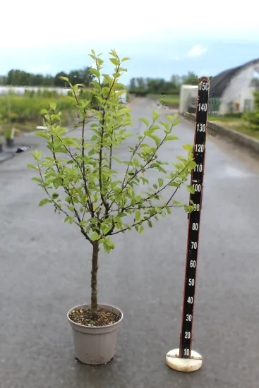 Pommier  'Melrose' — Pot 12L Gobelet