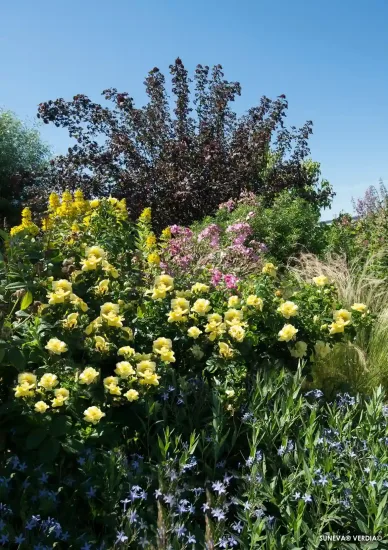 Rosier 'Suneva jaune '