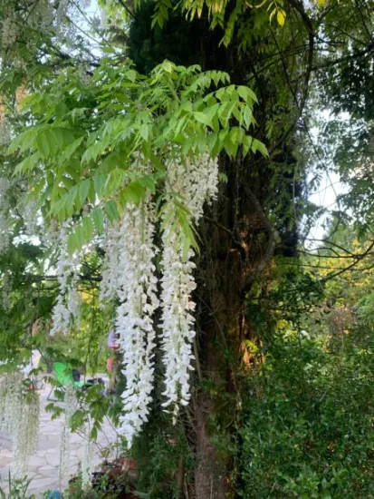 Glycine du Japon 'alba'