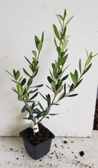 Olivier d'europe 'Lucques' (Olea europaea) — jeune plant ramifié au feuillage vert en pot · Godet