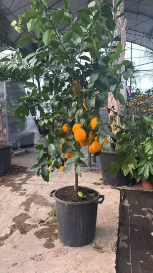 Citronnier meyer — Pot 35L Tige