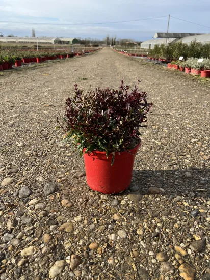 Gaura (Gaura lindheimeri) — Pot 4L Touffe