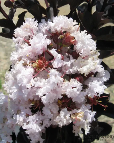 Lilas des indes 'Blush'