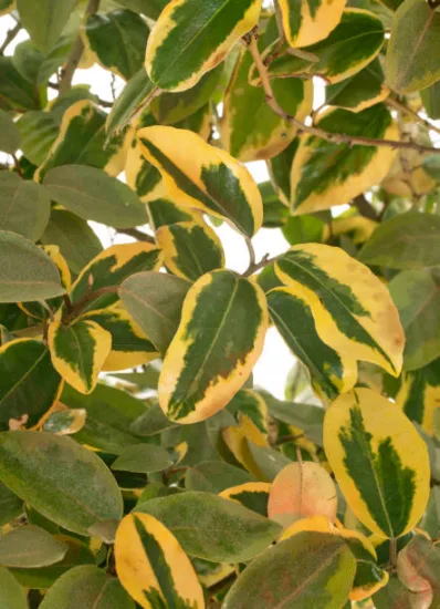 Chalef épineux Maculata