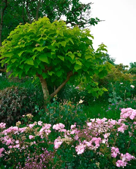 Catalpa commun 'Nana bungei '