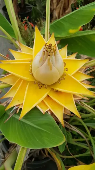 Bananier lotus d'or