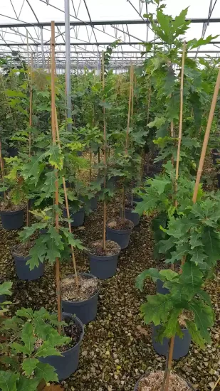Chêne rouge d'amérique (Quercus rubra) — alignement de jeunes arbres tuteurés en conteneurs noirs · Pot 8L Baliveau