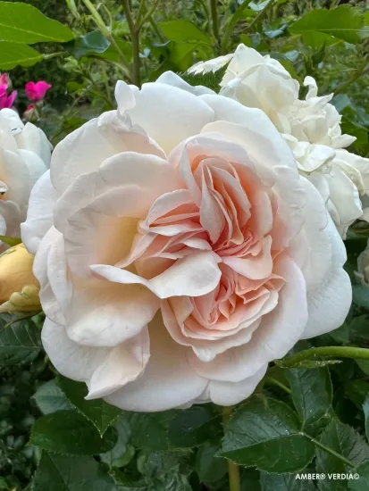 Rosier 'Amber voluptia '