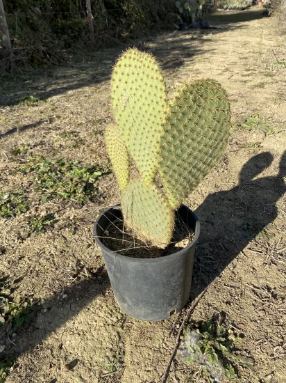 Opuntia  'Sheeri' — Pot 5L