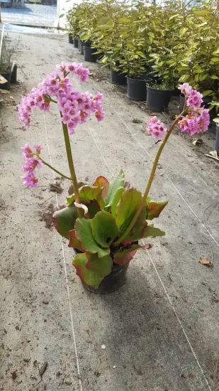 Bergénie à feuilles cordées (Bergenia cordifolia) — plant fleuries roses en pot plastique noir au sol · Pot 2.5L