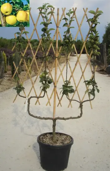 Pommier golden delicious — arbre palissé sur tuteurs en bambou, en pépinière · Pot 35L