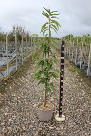 Châtaigner 'Bouche de betizac' — Pot 15L Baliveau
