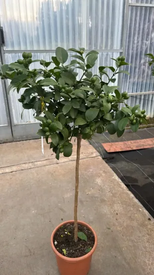 Citronnier meyer — Pot 9L Tige