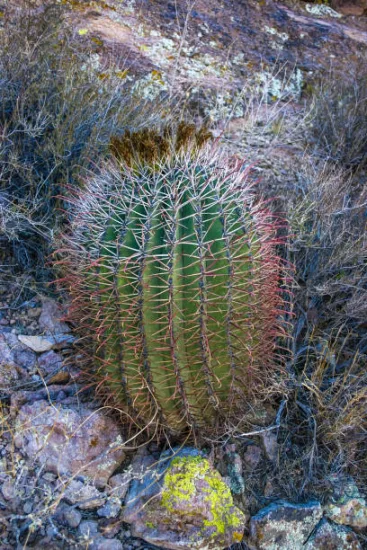 Ferocactus pilosus