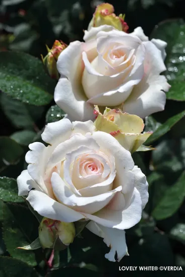 Rosier 'Lovely white voluptia'