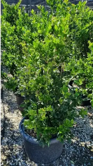Troène du texas (Ligustrum texanum) — arbuste dense au feuillage vert brillant en pot · Pot 35L
