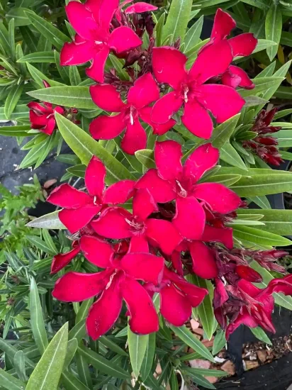 Laurier rose 'N° 18' (Nerium oleander) — gros plan de fleurs rouges et feuillage lancéolé