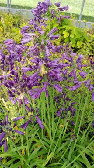 Agapanthus 'Poppin' purple'