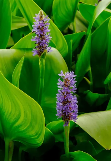 Pontédérie à feuilles en cœur (bleue)