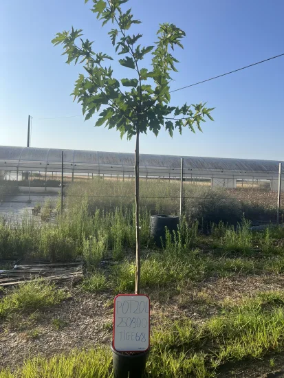 Mûrier 'Fruitless' — Pot 20L