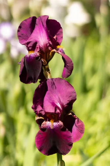 Iris nain 'Cherry garden pourpre'