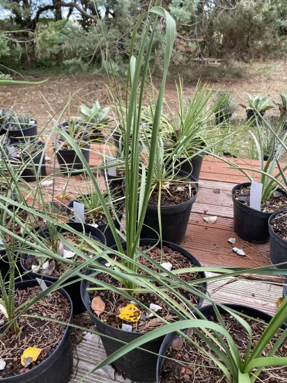 Dasylirion  duranguense — Pot 5L