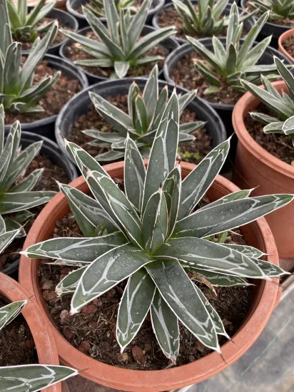 Agave 'Bustamante' (Agave victoria) — Pot 2L