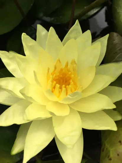 Nénuphar 'Marliacea chromatella'