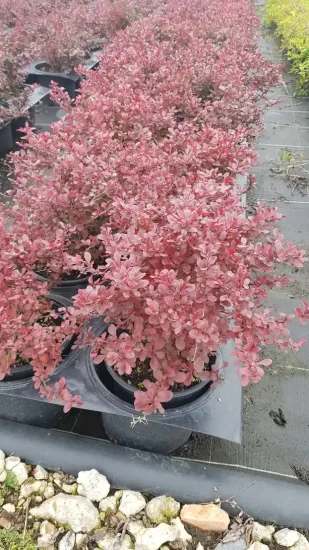Epine vinette (Berberis thunbergii) — arbuste au feuillage rose en pot de pépinière · Pot 3L Touffe