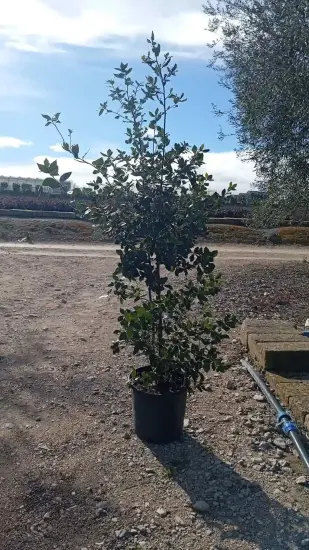 Chêne vert (Quercus ilex) — jeune arbuste en pot sur sol graveleux · Pot 18L