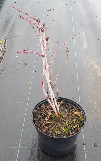 Ronce de cockburn (Rubus cockburnianus) — jeune arbuste nu aux tiges claires en pot · Pot 3L Touffe