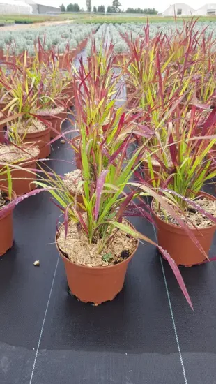 Impérate 'Red baron' — Pot 2.5L Touffe