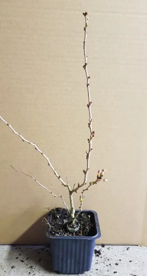 Cerisier à fleurs 'Kojou no mai' (Prunus incisa) — jeune arbuste à branches nues en pot plastique · Godet