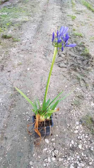 Agapanthe 'Charlotte' (Agapanthus africanus) — plante en pot avec hampe florale violette · Godet