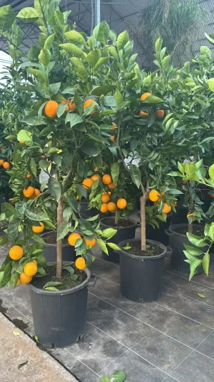 Oranger — Pot 35L Tige