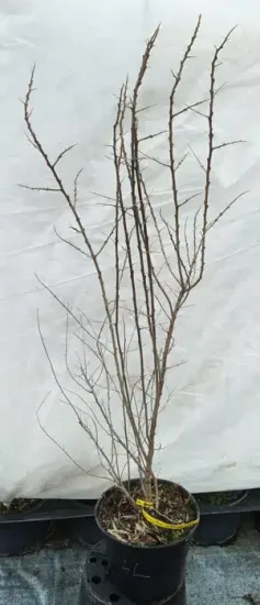 Argousier (Hippophae rhamnoides) — jeune arbuste dénudé en pot noir · Pot 3L
