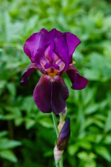Iris nain 'Cherry garden pourpre'