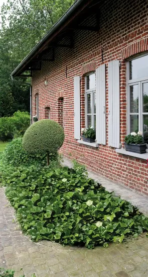 Lierre couvre-sol 'Bellecour ®'