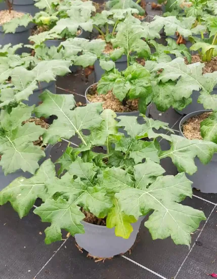 Acanthe à feuilles larges (Acanthus mollis) — jeunes plants feuillus alignés en pots gris · Pot 3L