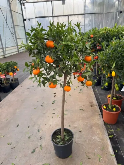 Mandarinier — Pot 9L Tige