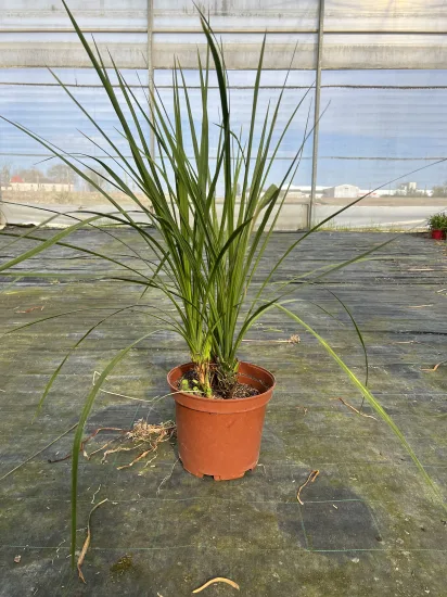Cordyline indivisa — Pot 10L