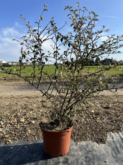 Cotonéaster de Franchet ou Cotonéastre de Franchet — Pot 10L Touffe